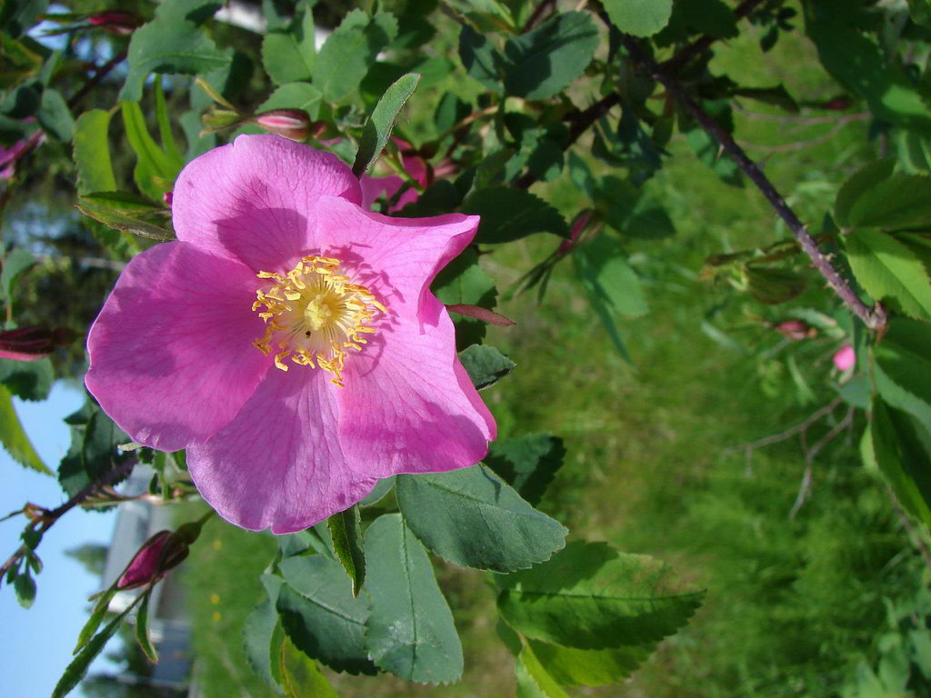 Rosa Acicularis